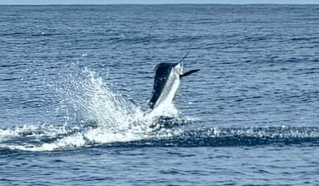 Nosara Sportfishing